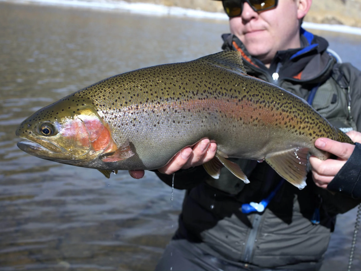 Applied Entomology - Arbor Anglers