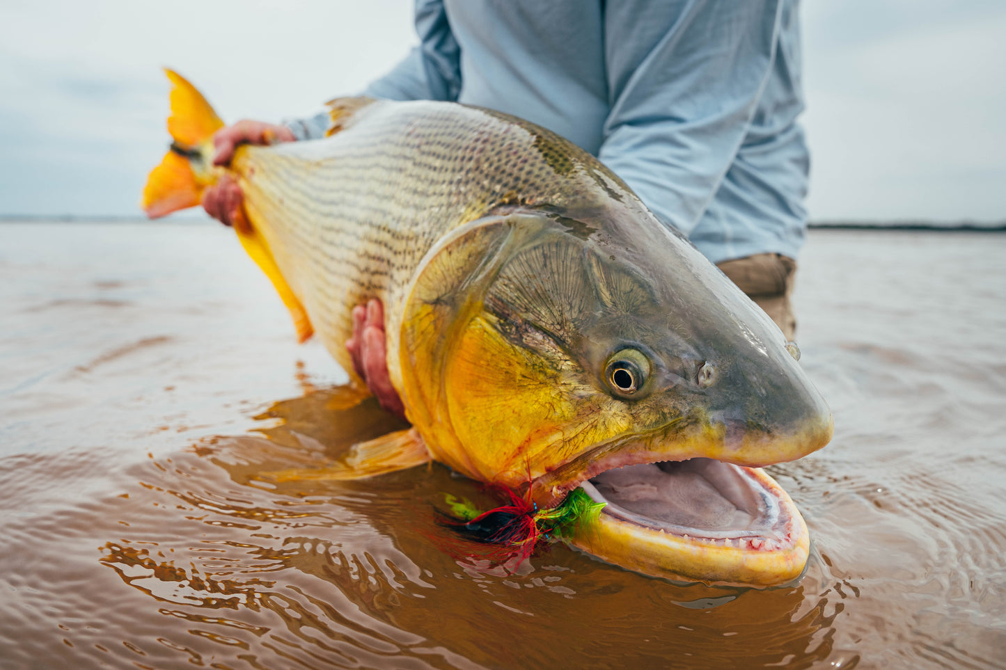 Golden Dorado in Argentina - Educational Session
