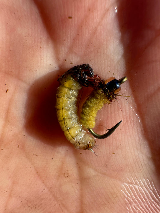 Entomology with Tyler Boroff