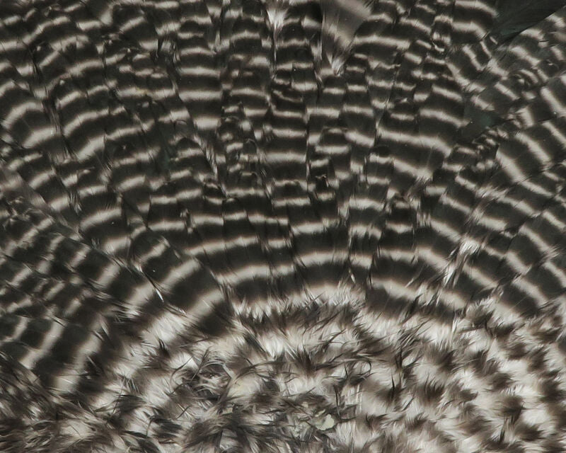 India Hen Back