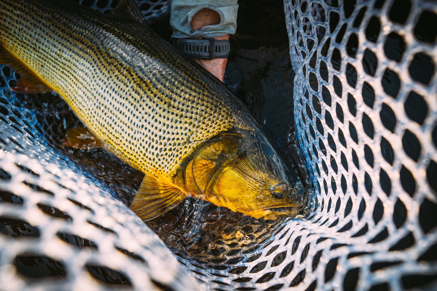 Golden Dorado in Argentina - Educational Session