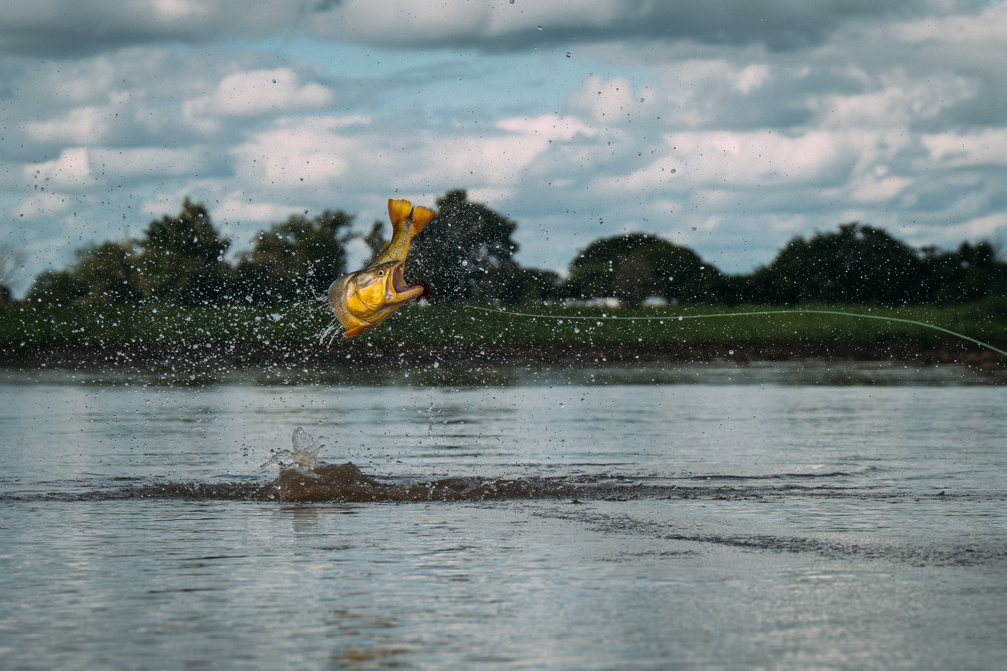 Golden Dorado in Argentina - Educational Session
